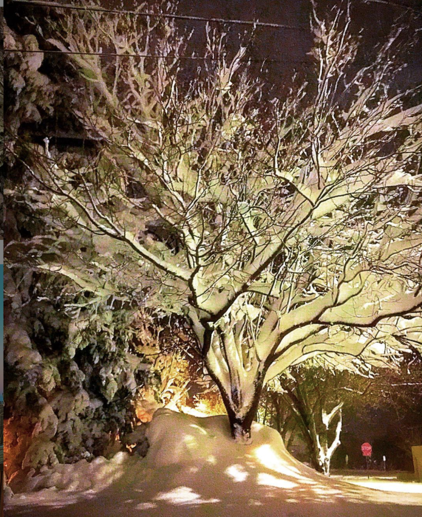 snow tree by Jodi Stout