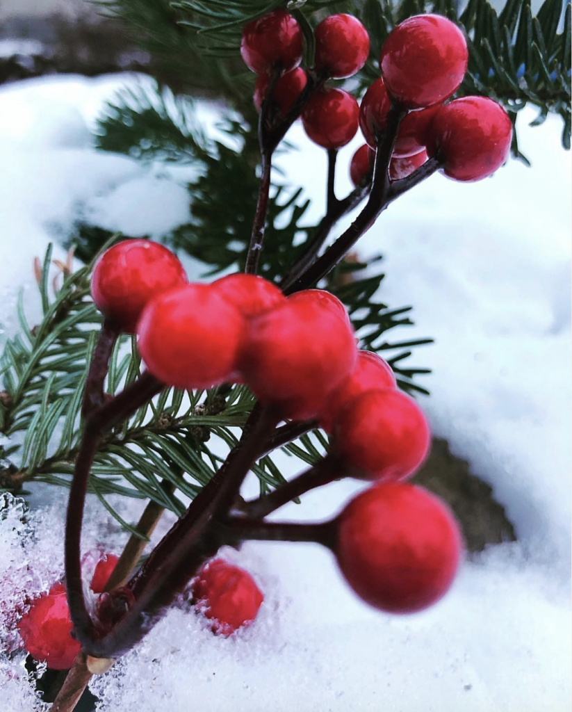 berries in the snow by Jodi Stout