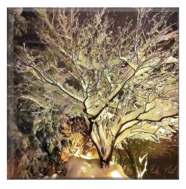 Snow Tree by Jodi Stout Photographer