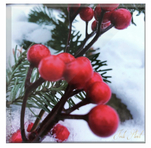 Snow Berries by Jodi Stout Photographer