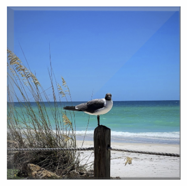 Bird on a Piling by Jodi Stout Photographer