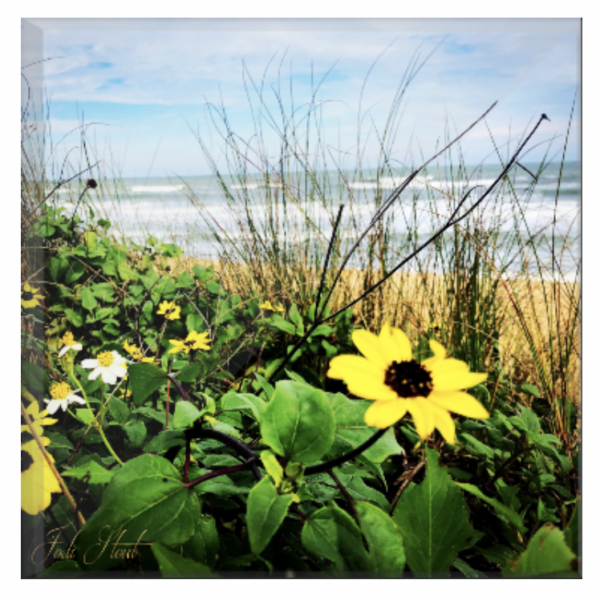 Beach Daisies by Jodi Stout Photographer